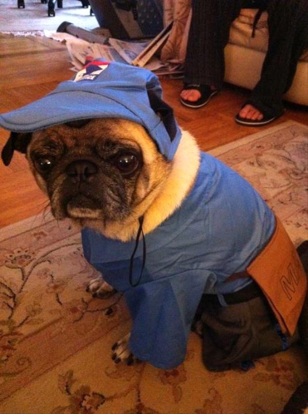 /images/uploads/pug nation rescue of los angeles/2018pugnation/entries/6128thumb.jpg
